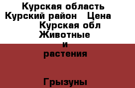 Курская область, Курский район › Цена ­ 700 - Курская обл. Животные и растения » Грызуны и Рептилии   . Курская обл.